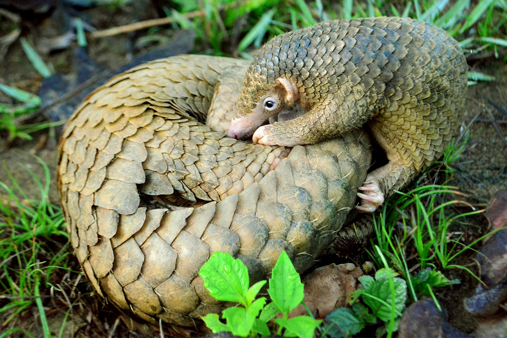 Philippine-pangolin-gallery Philippine-pangolin-gallery