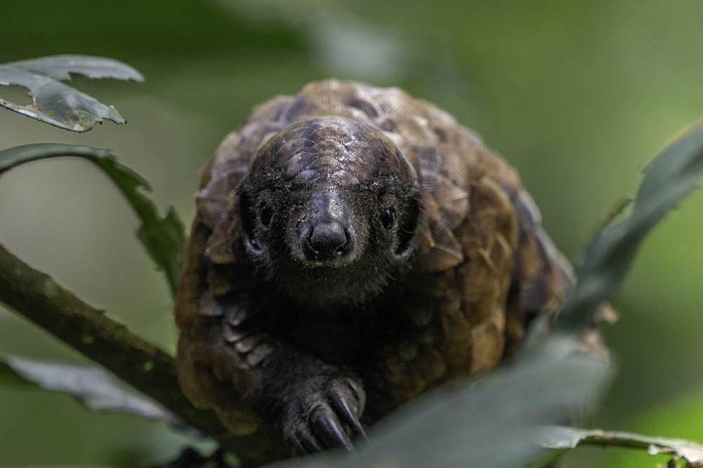 black-bellied-pangolin-gallery black-bellied-pangolin-gallery