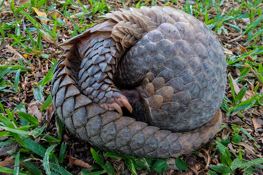 chinese-pangolin-gallery chinese-pangolin-gallery