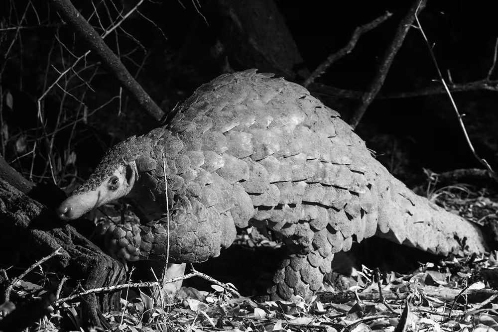 giant-pangolin-gallery giant-pangolin-gallery