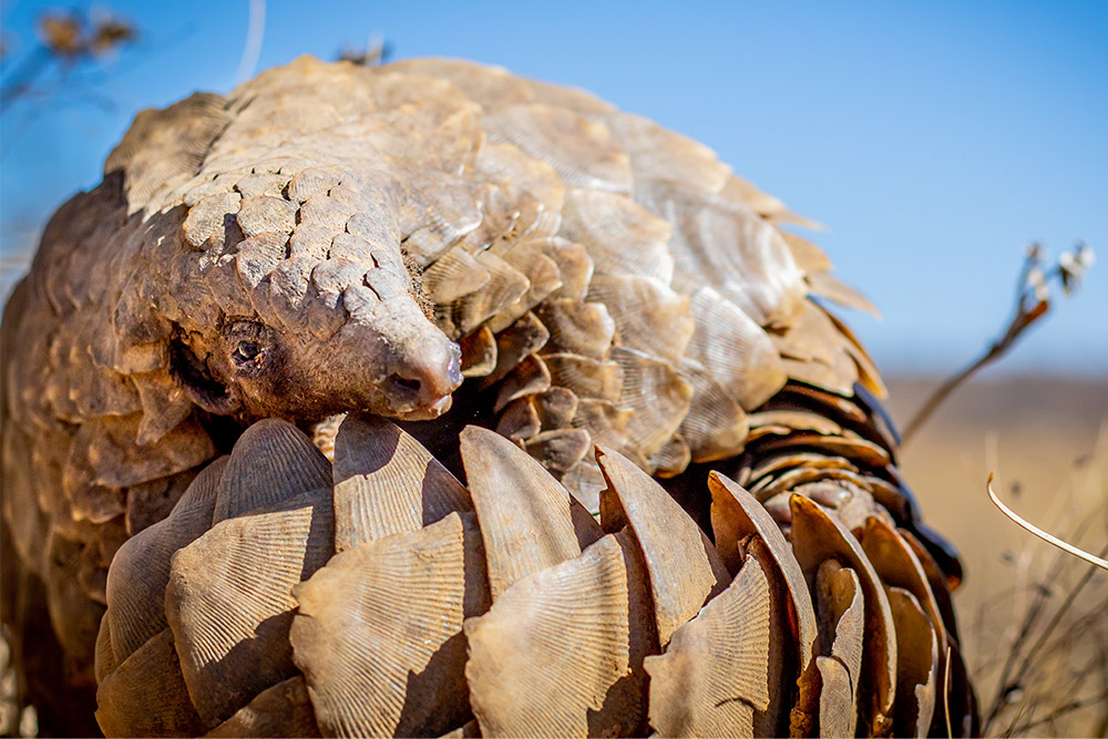 ground-pangolin-gallery ground-pangolin-gallery