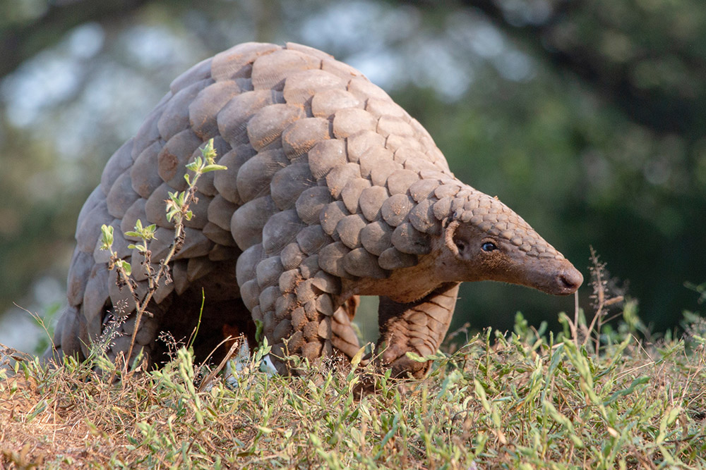 indian-pangolin-gallery indian-pangolin-gallery