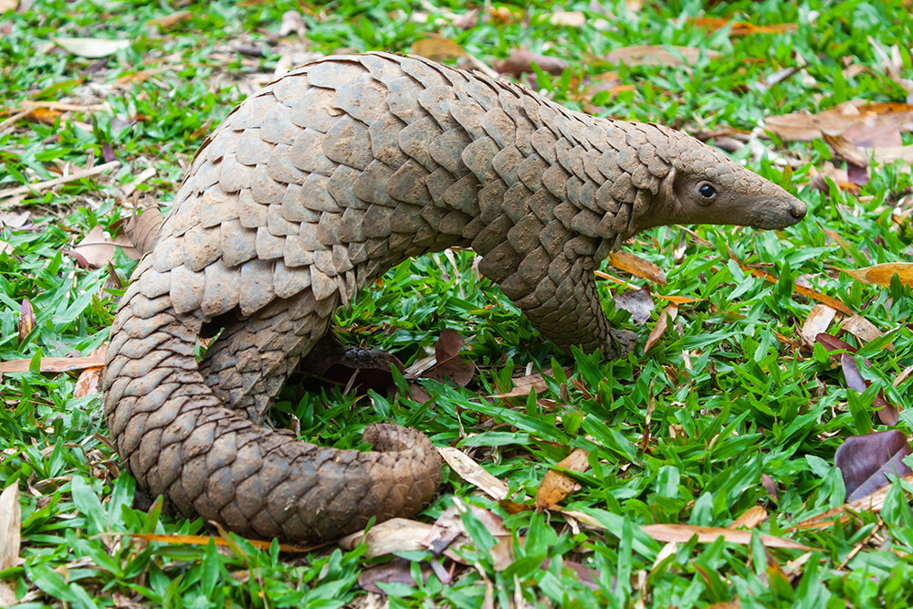 sunda-pangolin-gallery sunda-pangolin-gallery