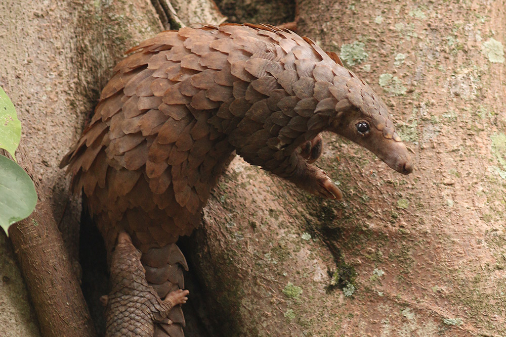 white-bellied-pangolin-gallery white-bellied-pangolin-gallery